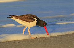 American Oystercatcher